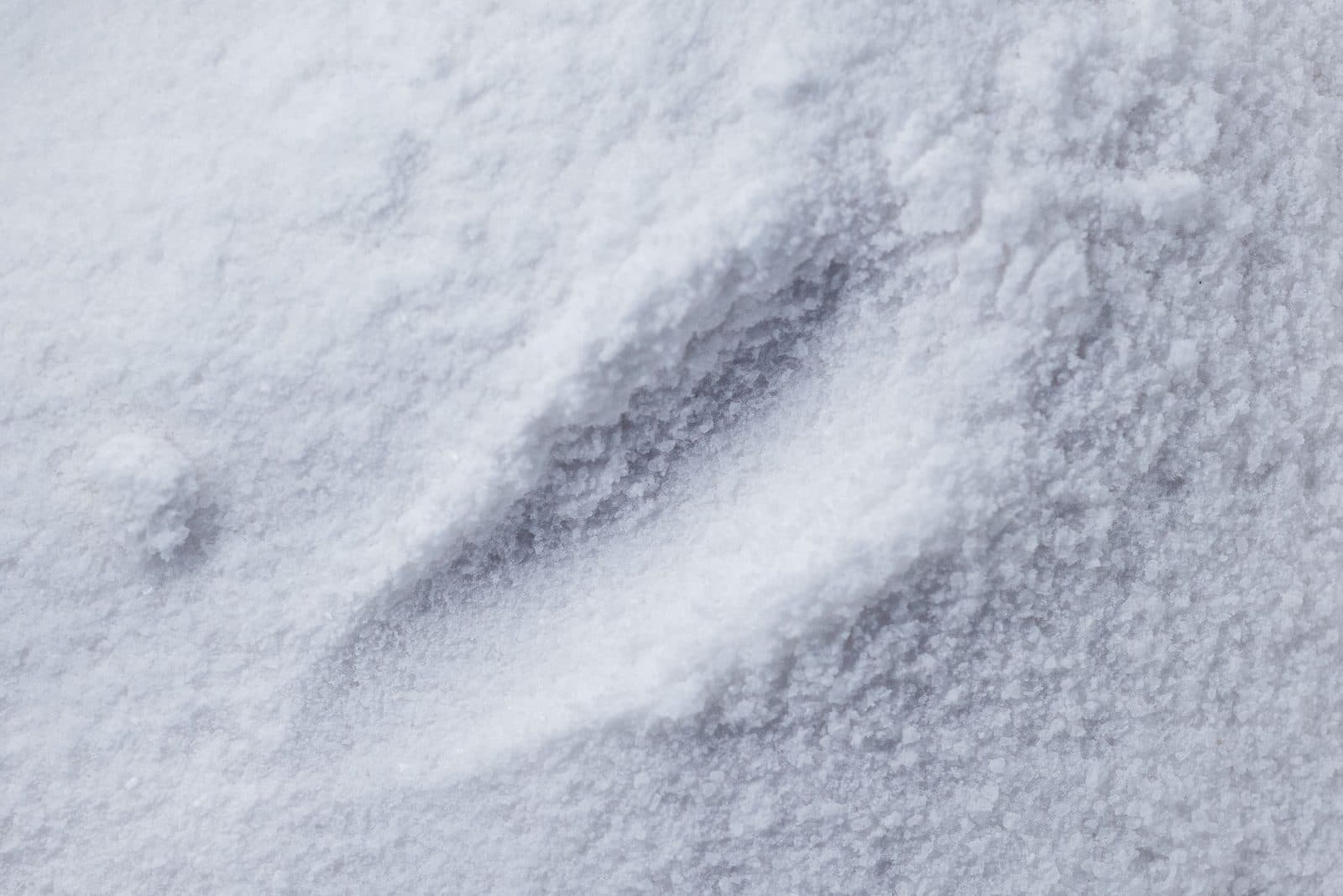OEM Probiotic Powder Manufacturer in Malaysia: Strains, CFU and Shelf Life